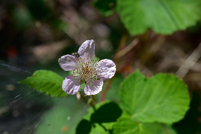 Whitebark Raspberry has white or white-pinkish flowers with 5 petals and numerous stamens. The petals are oblanceolate-elliptic in shape. Rubus leucodermis Whitebark Raspberry has white or white-pinkish flowers with 5 petals and numerous stamens. The petals are oblanceolate-elliptic in shape. Rubus leucodermis